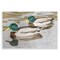 Stupell Industries Mallard Ducks Pair Wall Plaque Design by Stephanie Fielden